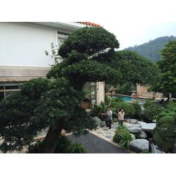 廣州市施工隊產業鏈 批發、供應與廠家的園林綠化工程全景解析